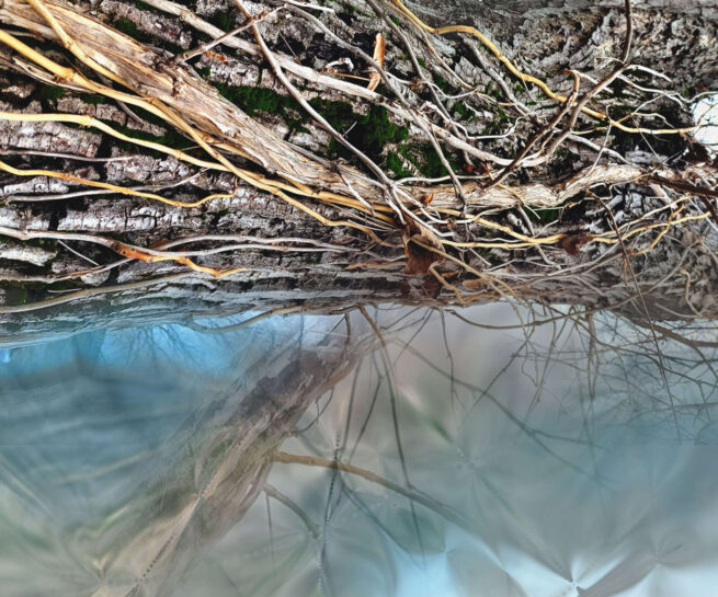 tree with many roots