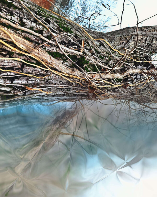 tree with many roots