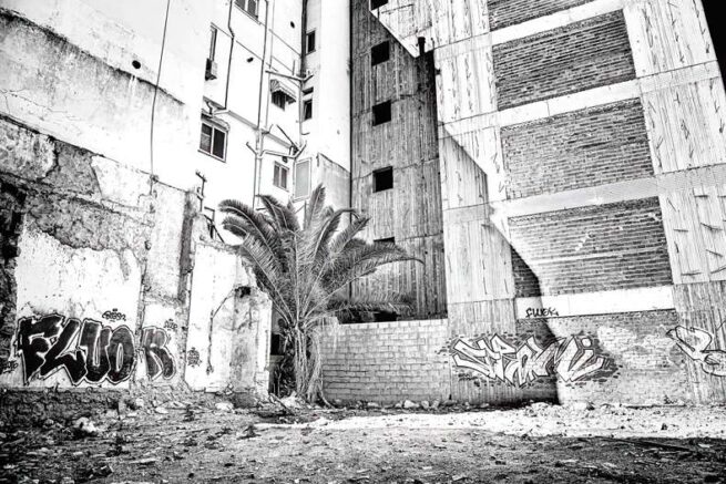 a palm tree between buildings