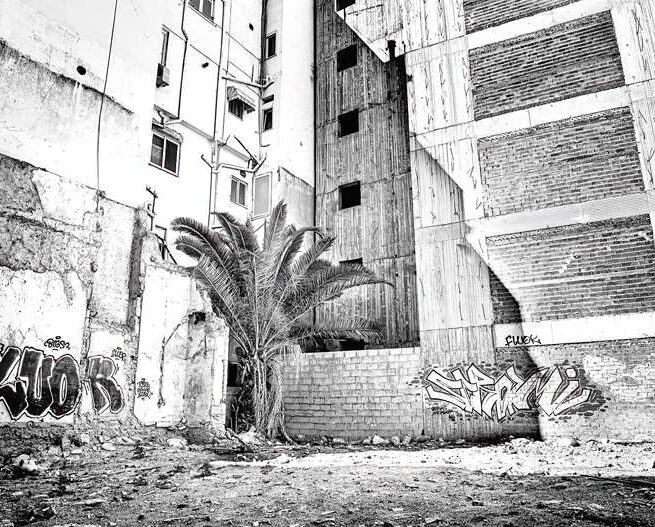 a palm tree between buildings