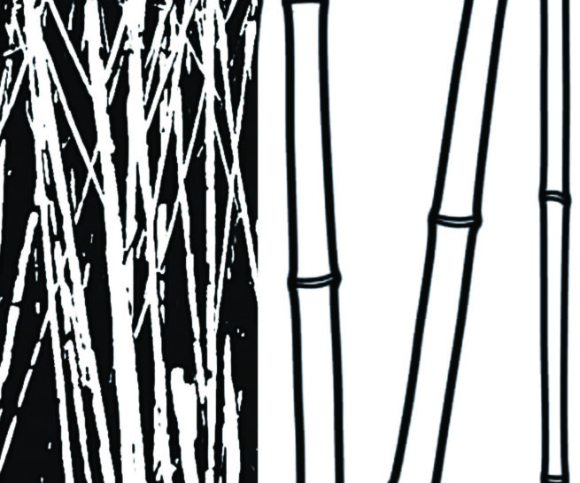 Reeds in black and white drawing