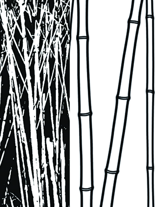 Reeds in black and white drawing