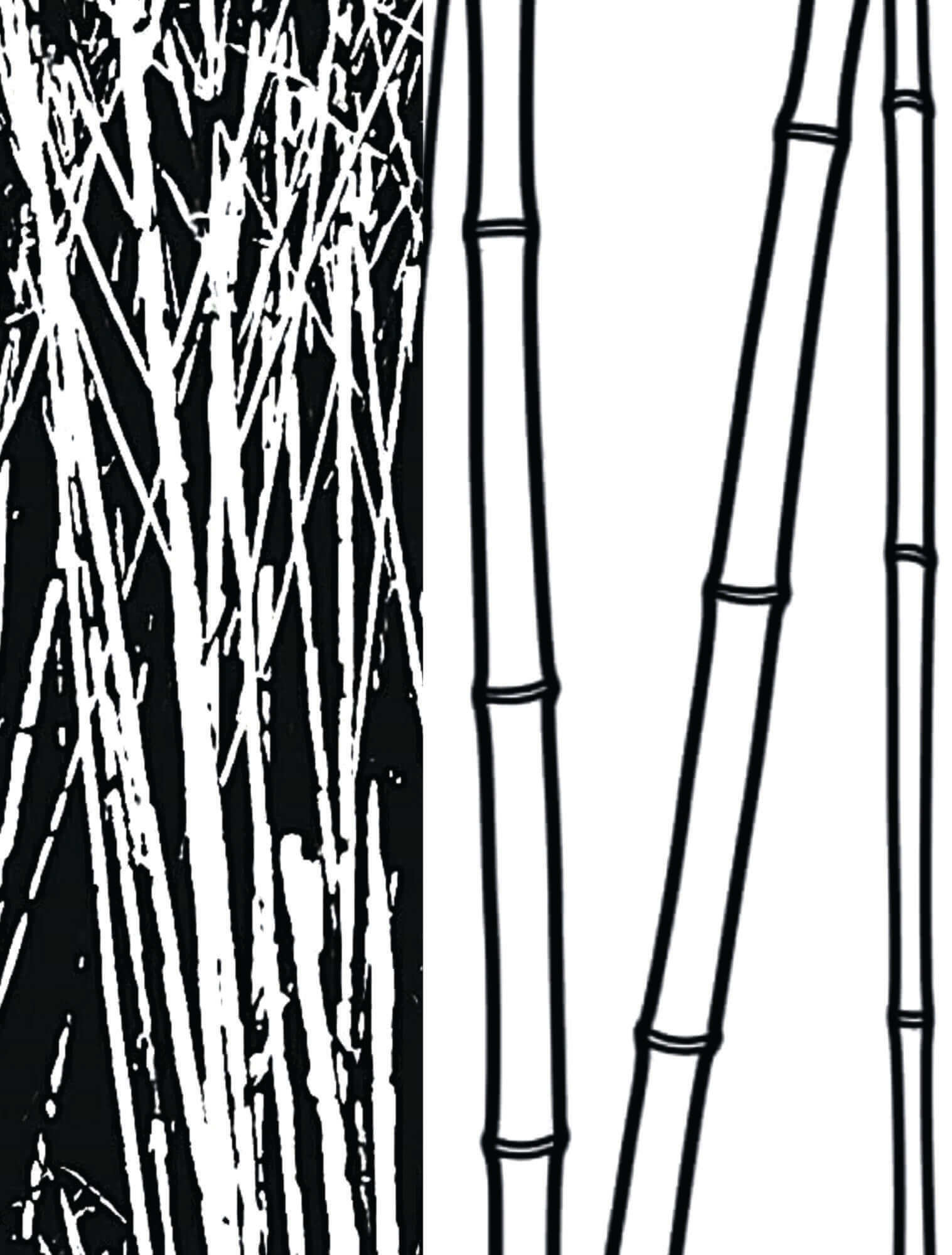 Reeds in black and white drawing